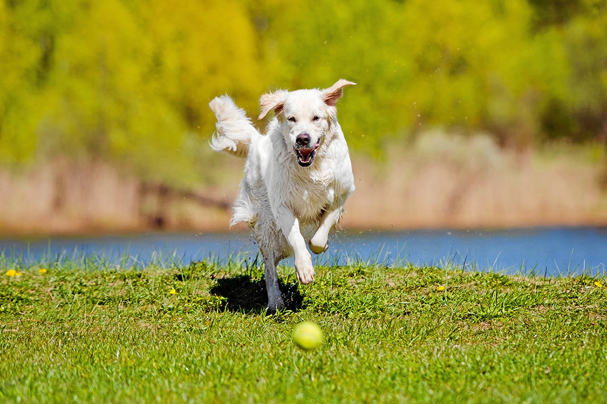 du og din hund du og din hund
